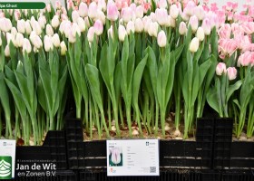 Tulipa Ghost ® (1)